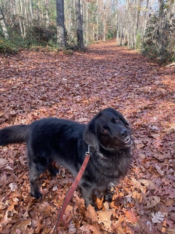 Newfoundland Dog Stud 31728