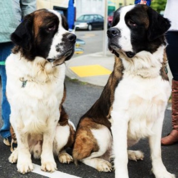 St bernard hot sale stud service