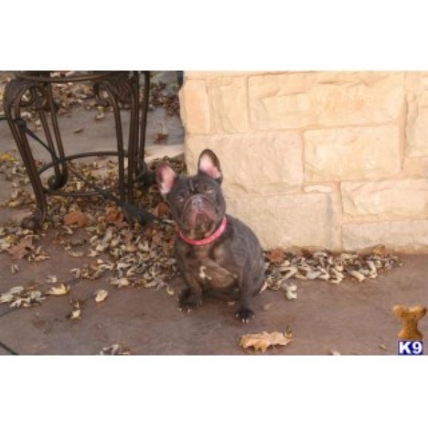Love My Pups, French Bulldog Stud in Elk City, Oklahoma