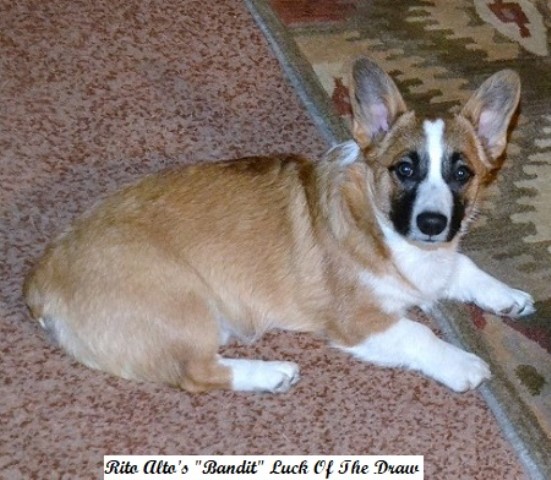 AKC Pembroke Welsh Corgis