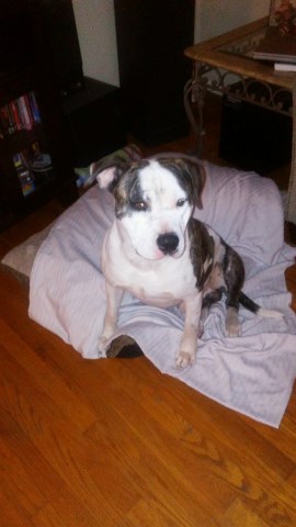 FaulknRich Bulldogs, American Bulldog Stud in Jacksonville ...