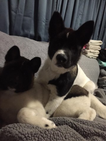 Jenn, Akita Breeder in Nanticoke, Pennsylvania