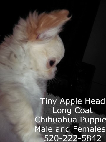 Chihuahua Breeder 31702