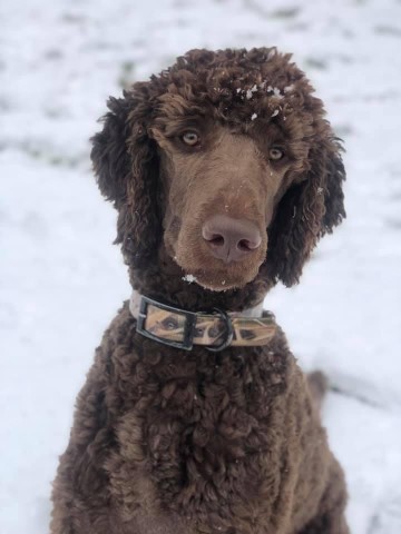 McEnery standard poodles, Poodle Standard Stud in League city, Texas