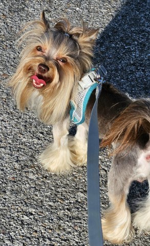 Yorkshire Terrier Stud 31729