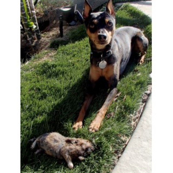 Highlander Enterprises, Miniature Pinscher Stud in ...