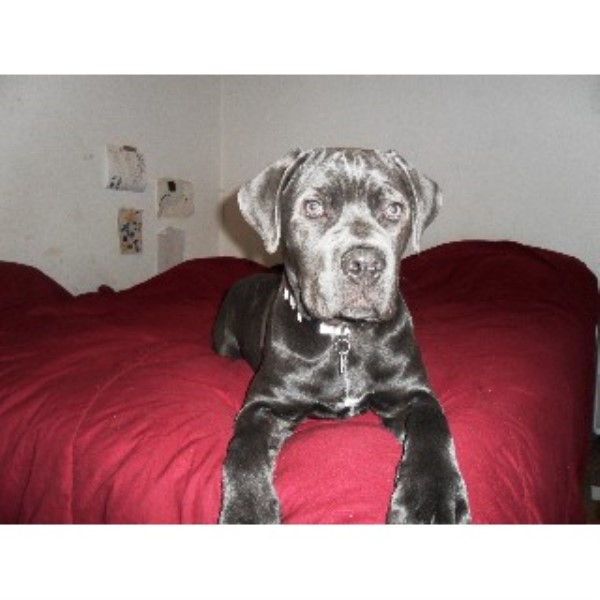 Rubles Cane Corsos Cane Corso Breeder In Cleveland Ohio