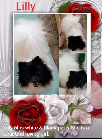 ga breeder pomeranian georgia pomeranians south