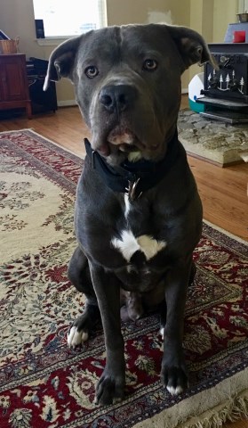 Stephanie Purdy Cane Corso Stud In Harpers Ferry West Virginia