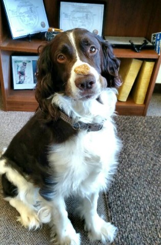 spaniel springer stud english california dog studs