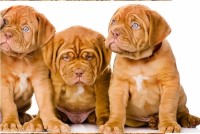 Dogue De Bordeaux Puppies and Dogs for sale near you