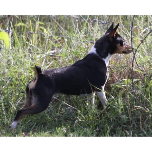 seegmiller standard rat terriers