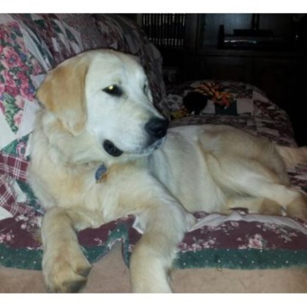 JrGoldens, Golden Retriever Breeder in Hesperia, California