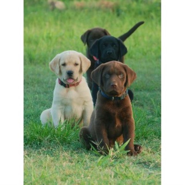 Runnin' S Ranch Labrador Retrievers, Labrador Retriever Breeder in