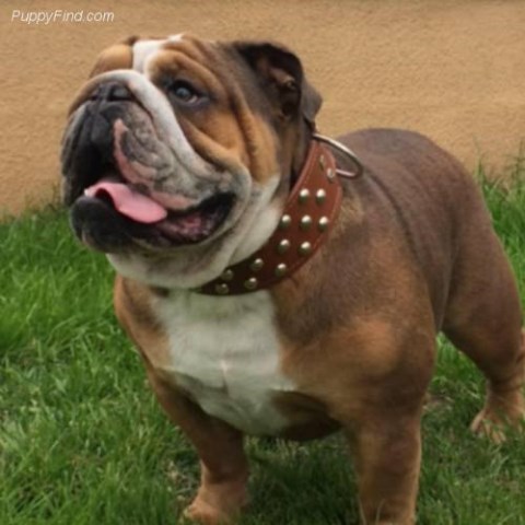 Jay, English Bulldog Stud in Ripon, California