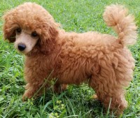 Poodle Miniature Breeders in Florida