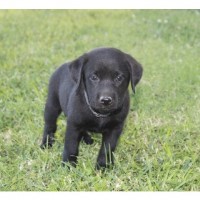 labrador retriever breeders oklahoma breeder sooner labs dog freedoglistings