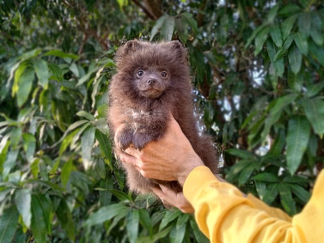 Pomeranian Breeder 31767