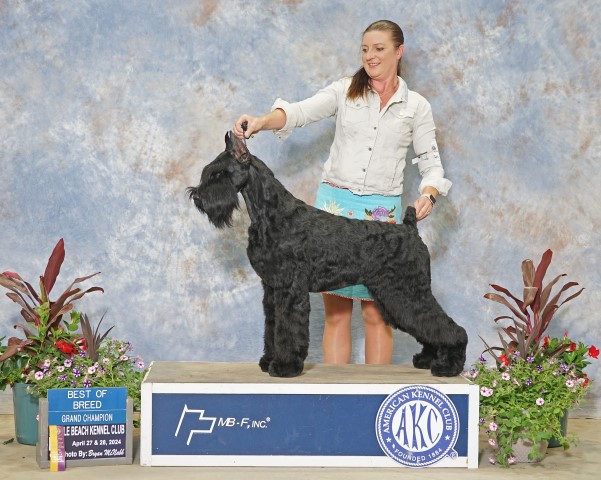 Giant Schnauzer Stud 31711