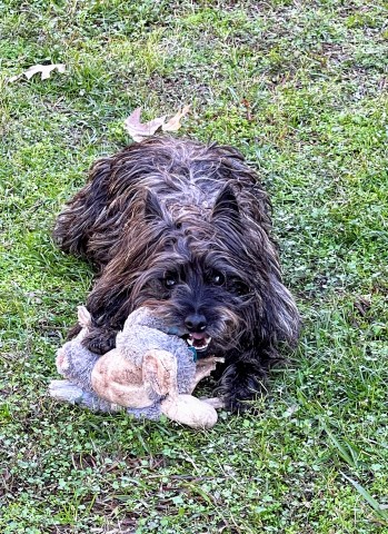 Cairn Terrier Stud 31750