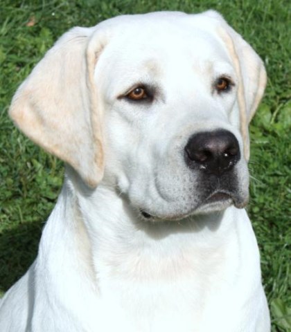 On The Bluff Labradors, Labrador Retriever Breeder in Germantown, New York