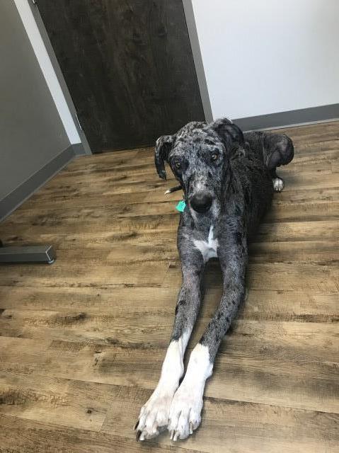 Clarissa, Great Dane Stud in Memphis, Tennessee