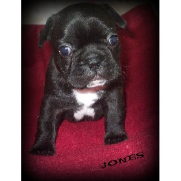 Bullie Babies Kennel, French Bulldog Breeder in Camas ...