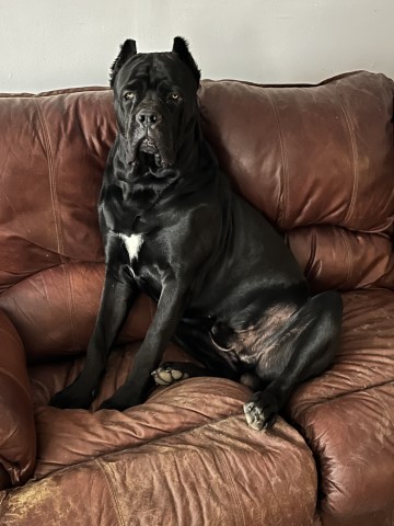 Cane Corso Stud 31680