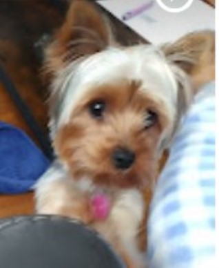 Rosebriar Cottage AKC Yorkshire Terriers