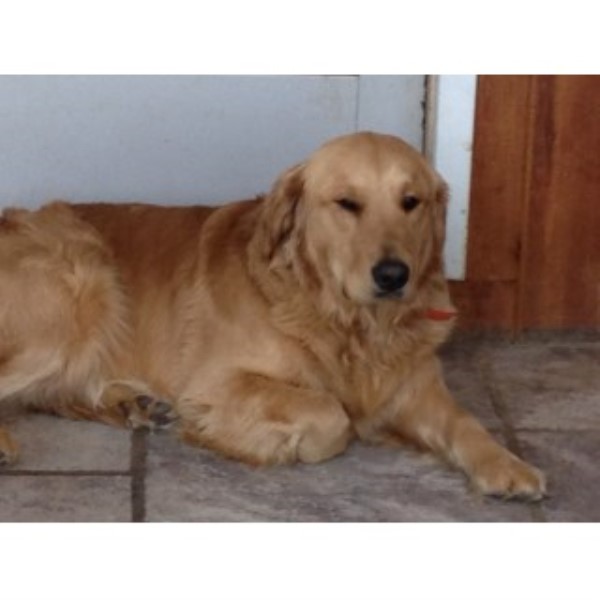 Linda Wright, Golden Retriever Stud in Memphis, Michigan