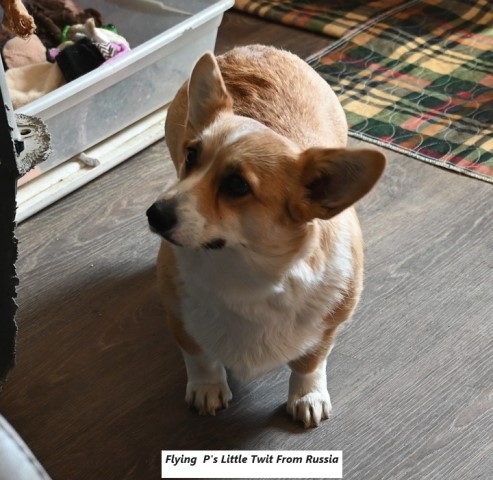 Flying P AKC Pembroke Welsh Corgis