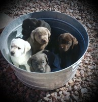 Labrador Retriever Breeders In Colorado