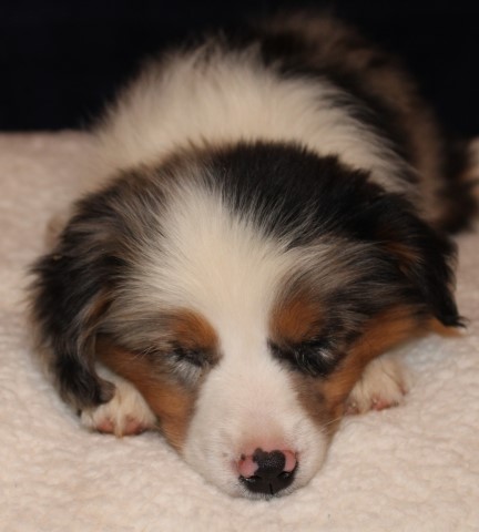 Miniature Australian Shepherd Breeder 31683