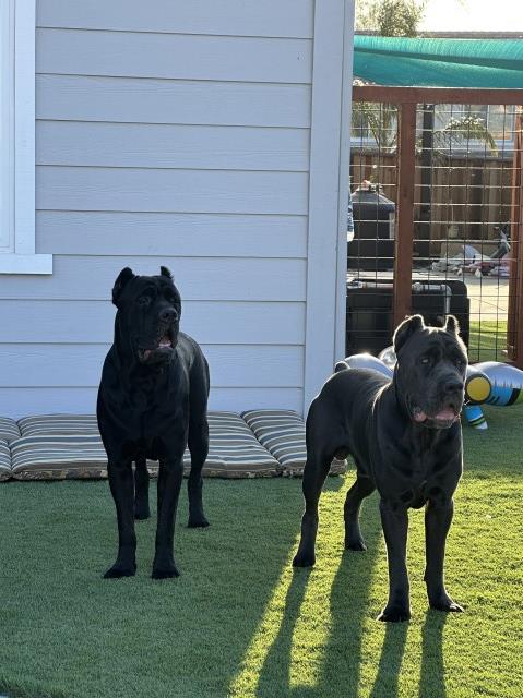 Cane Corso Stud 31721