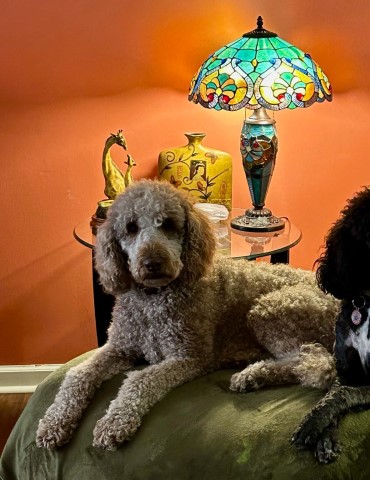 Avery’s Standard Poodles