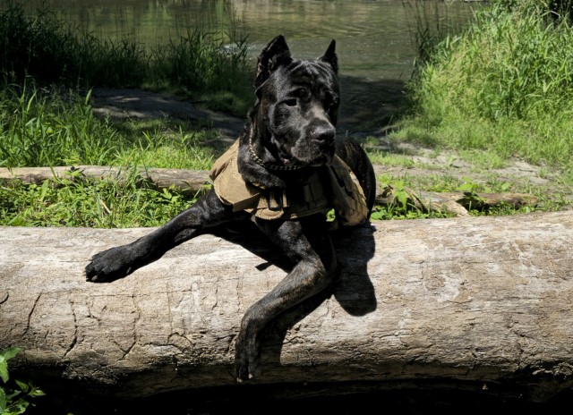 Cane Corso Stud 31760