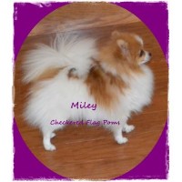 Pomeranian Breeders in California