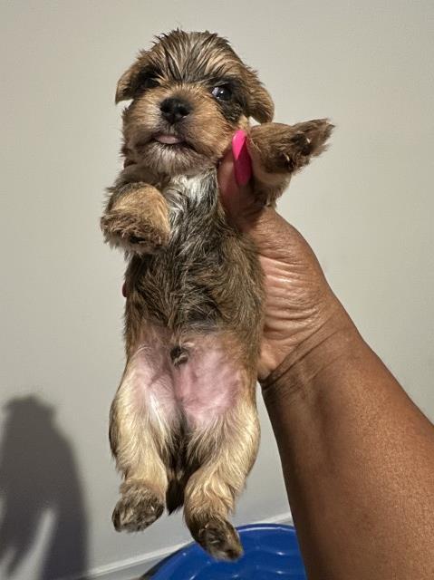 Yorkshire Terrier Breeder 30879