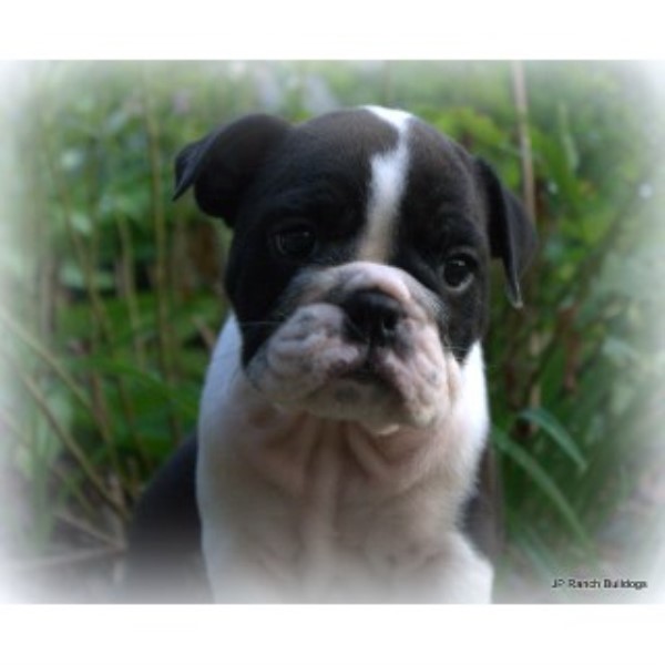 JP Ranch Bulldogs, English Bulldog Breeder in Conway, Arkansas