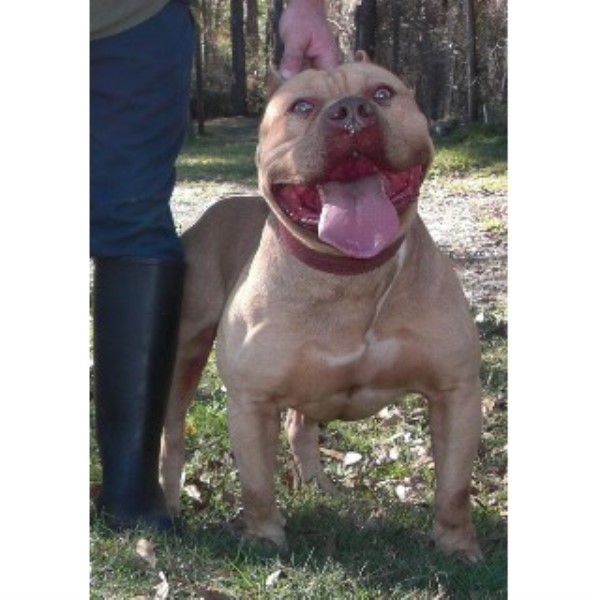 Benenson's, American Pit Bull Terrier Breeder in Starke ...