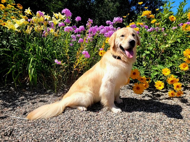 Iron Range Goldens