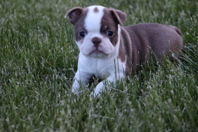 Boston Terrier Breeder 31677