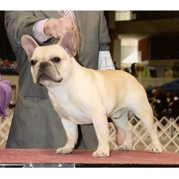 Must Be Frenchies, French Bulldog Breeder in West Plains ...