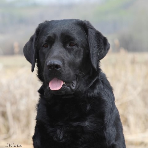 Labrador Retriever Breeder 31672