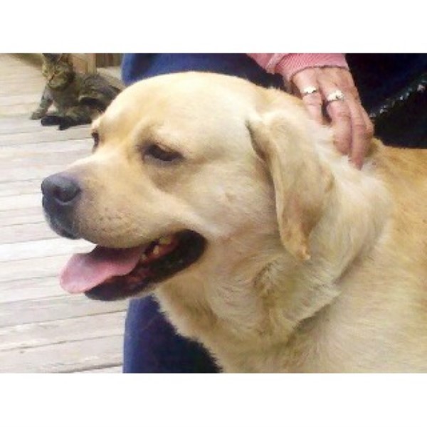 Brookwood Labradors, Labrador Retriever Breeder in Westport, Massachusetts