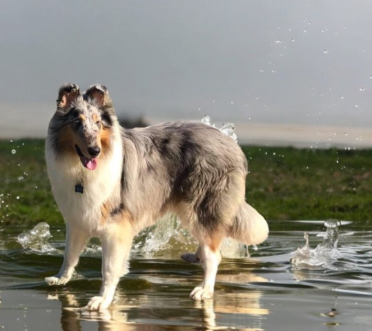 Harvest Moon Collies