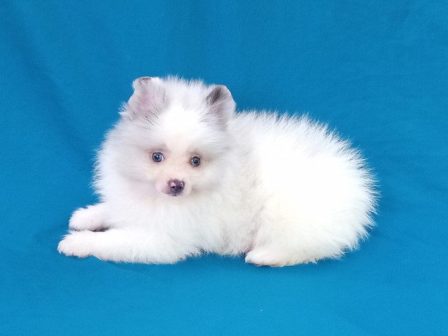 Pomeranian Breeder 31701