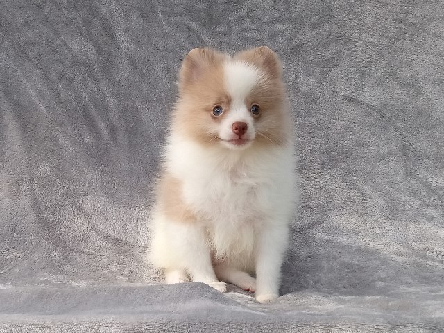 Lary, Pomeranian Breeder in West Palm Beach, Florida