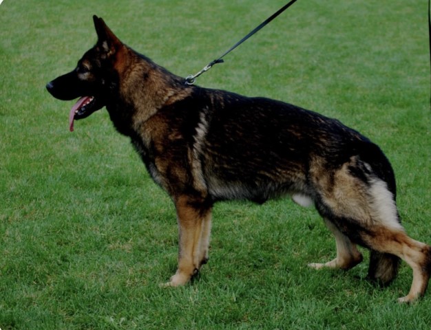 German Shepherd Dog Breeder 31769