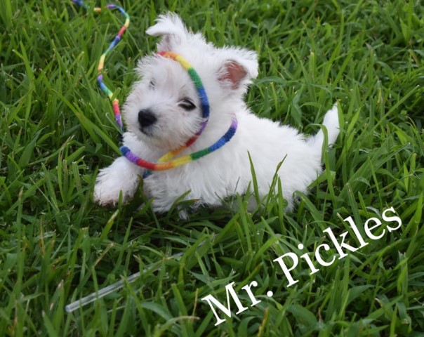 Westielife S Westies West Highland White Terrier Breeder In Chalmette Louisiana